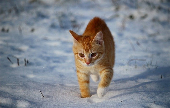 如何培养一只一岁多的猫咪对新主人的忠诚度？插图