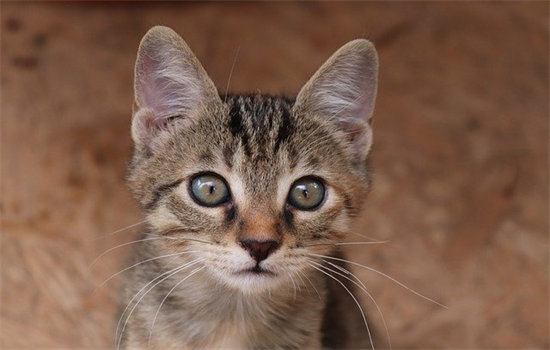 猫儿能理解人类的语言吗？插图